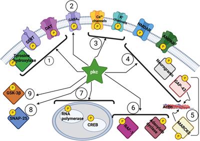 A selective review of inhibitors of protein kinase C gamma: a neuroplasticity-related common pathway for psychiatric illness